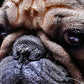 Cuadro de animales , perros jugando póker