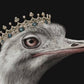 Cuadro De animales , avestruz reina